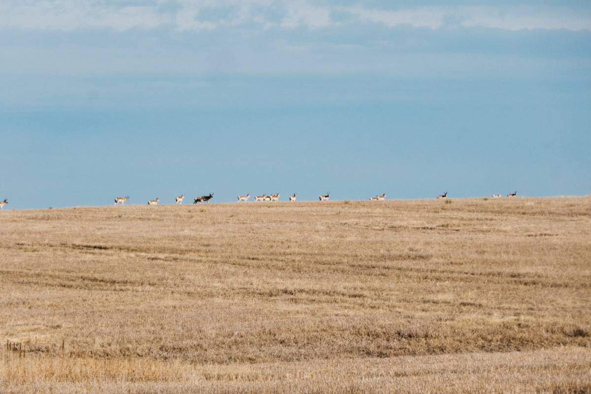 The other guys don't freak out like I do when we spot pronghorn, but I can't help it. Fastest land animal in North America. There one moment, gone the next.
