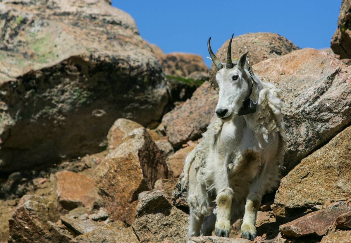 A real climber. Photo by Reid Neureiter.