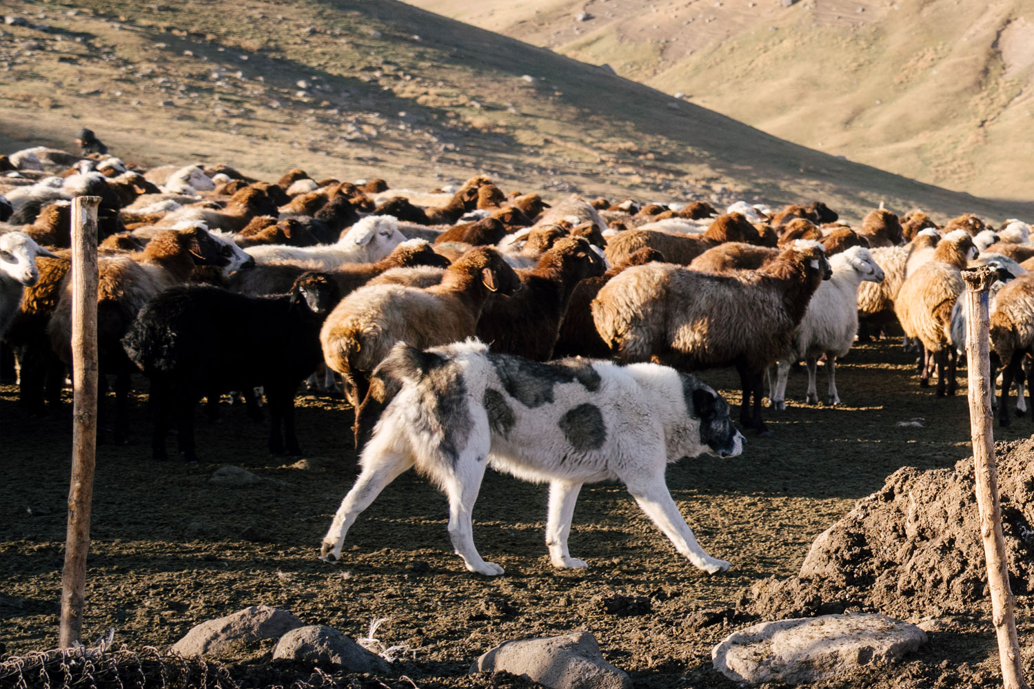 lambstooth_dog_sheep