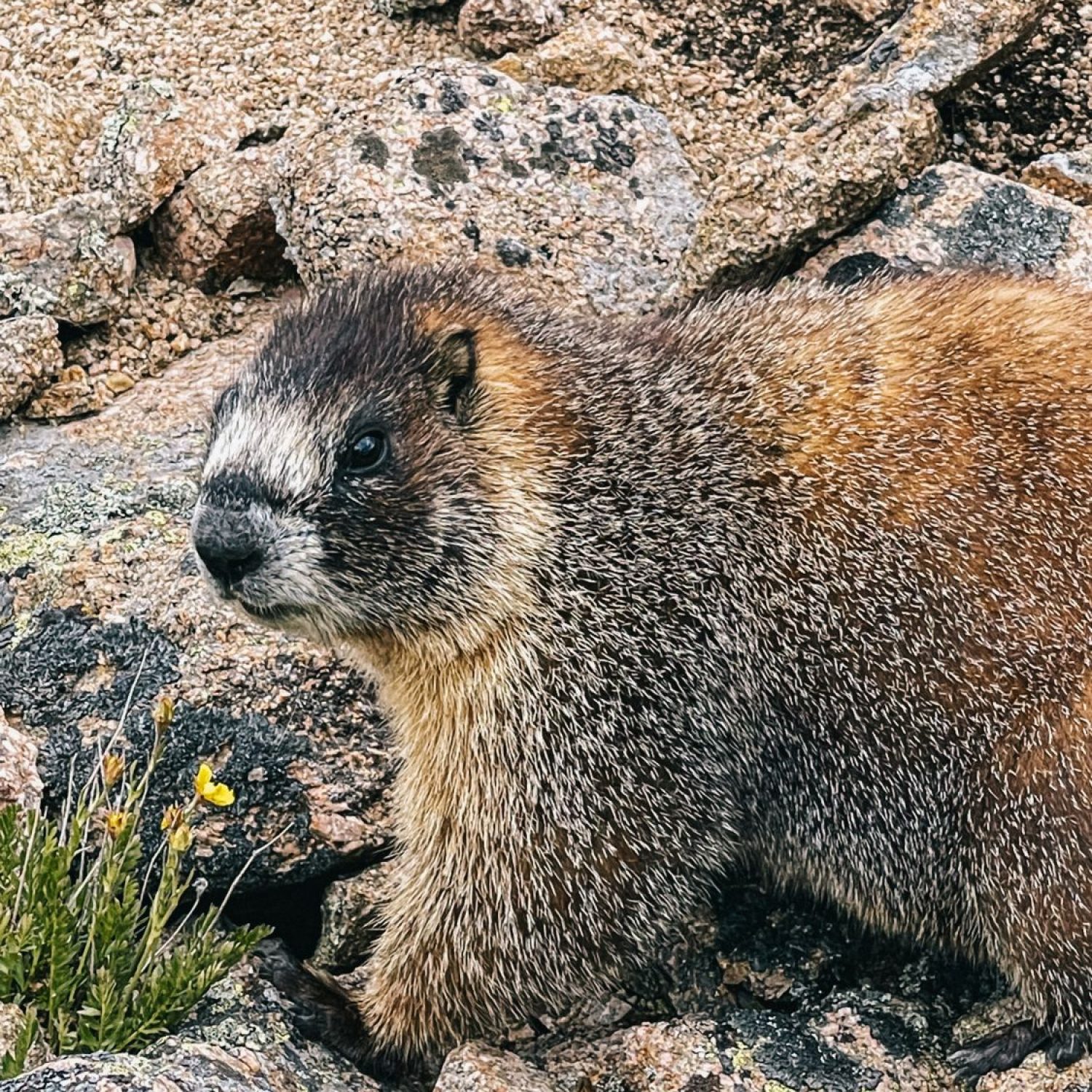 Marmot