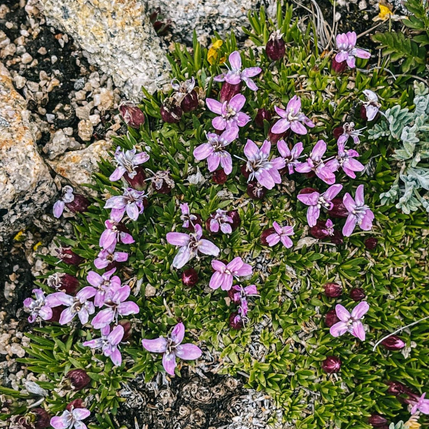 Alpine foliage