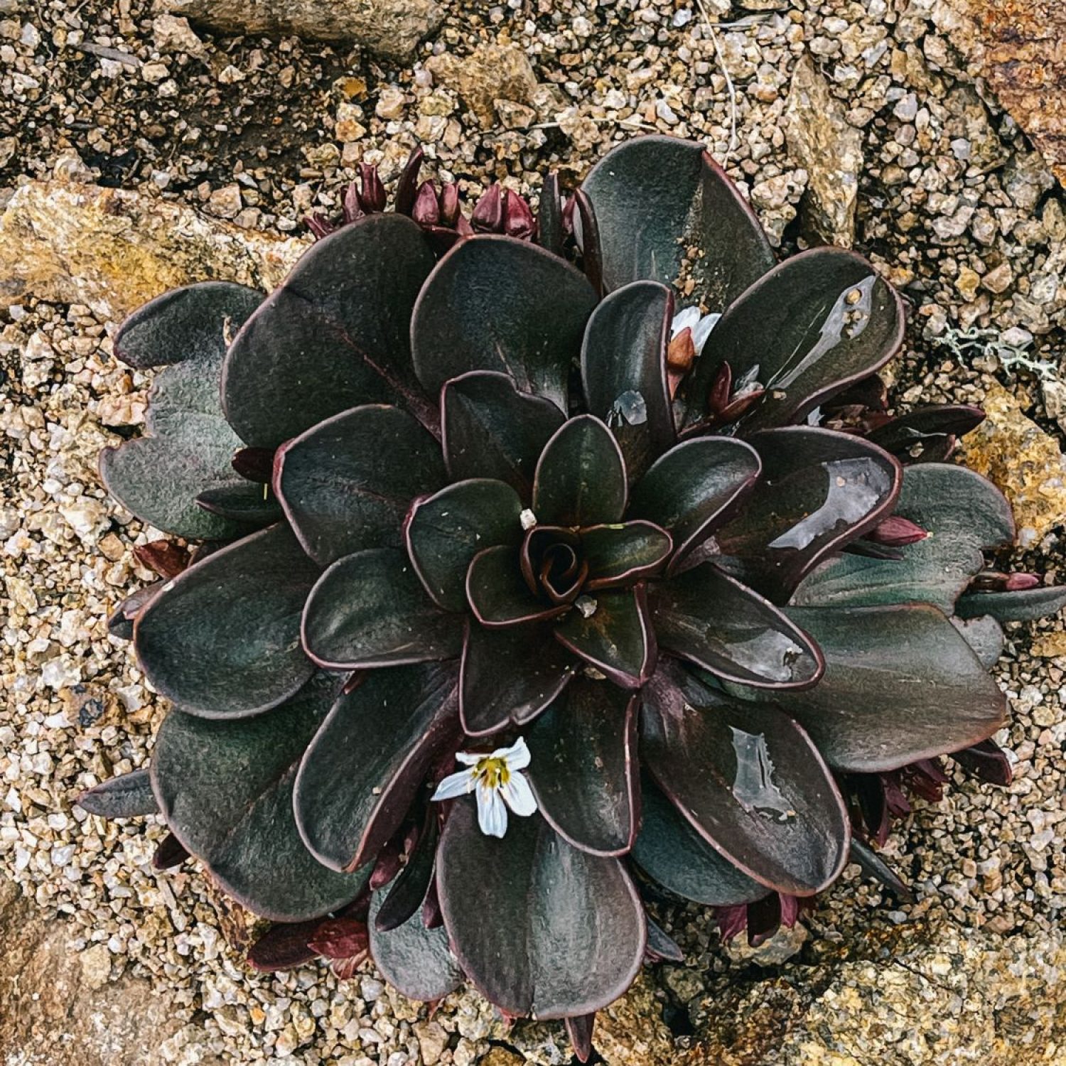 alpine foliage, alpine succulent