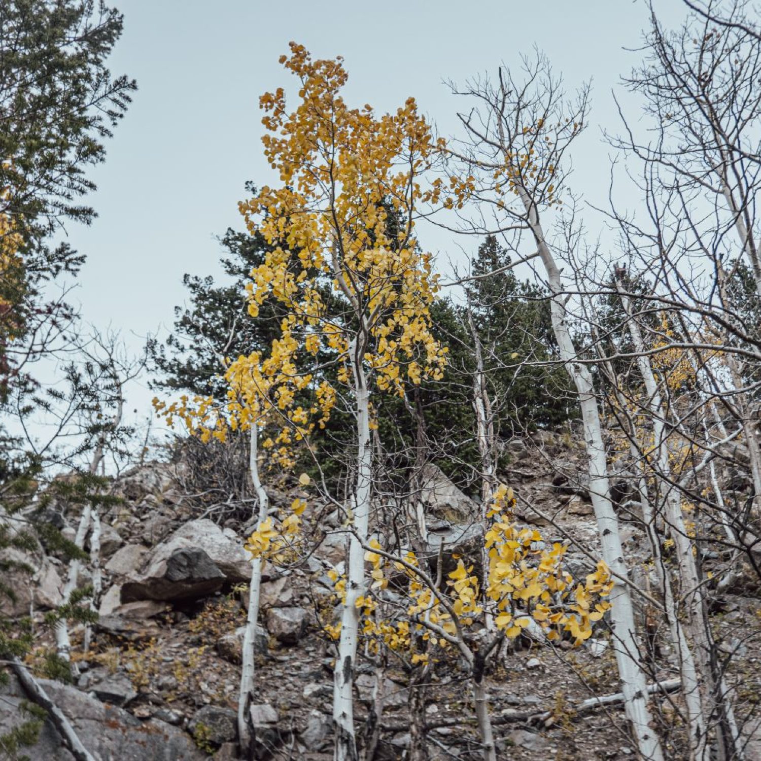 Jones Pass Trail, Continental Divide