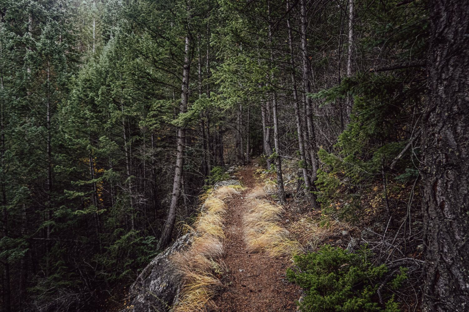 Singletrack trail above Georgetown, Colorado